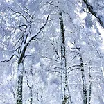 Apartament Le Nel Bosco *