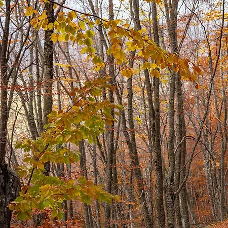 Le Nel Bosco Apartament *