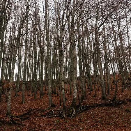 Apartament Le Nel Bosco