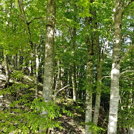 Le Nel Bosco