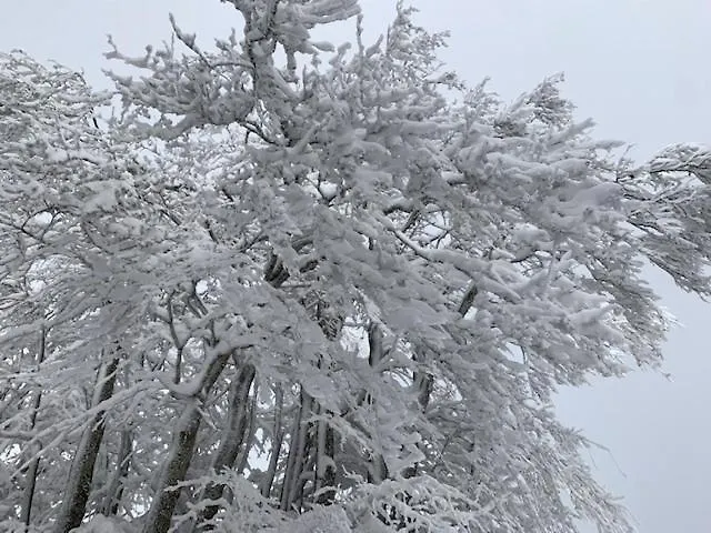 Le Nel Bosco